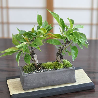  Sakura bonsai 2 ps .. street ... like atmosphere. modern . pot ... included .. Sakura. bonsai 