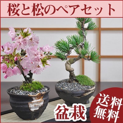 桜盆栽と松のペアセット 花と緑で始める盆栽 ミニ盆栽 鉢植え ギフト 贈り物 和 ミニ Www Agahiebartar Ir 桜盆栽と松のペアセット 花と緑で始める盆栽 ミニ盆栽 鉢植え ギフト 贈り物 和 ミニ Www Agahiebartar Ir