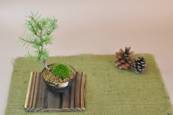 ka llama tsu. leaf make pine. bonsai Tang pine. bonsai gift bonsai opening celebration . job wrapping Father's day Respect-for-the-Aged Day Holiday birthday 