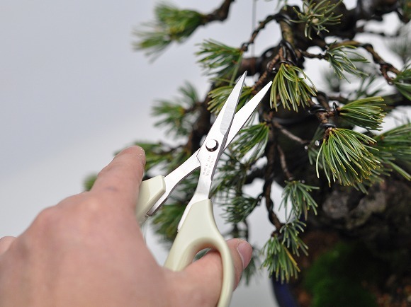  beginner certainly . bonsai tool set gardening scissors sterilization insecticide bonsai start . beginner most low limit set introduction bonsai . repairs debut bonsai .
