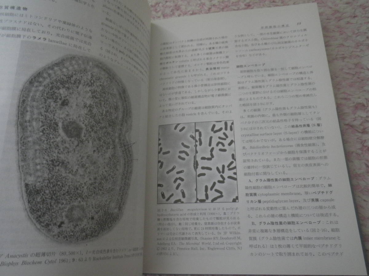 微生物学(上下) エルンスト・ジャウェツ ランゲ医学叢書 - 医学一般 微生物学(上下) エルンスト・ジャウェツ ランゲ医学叢書 - 医学一般