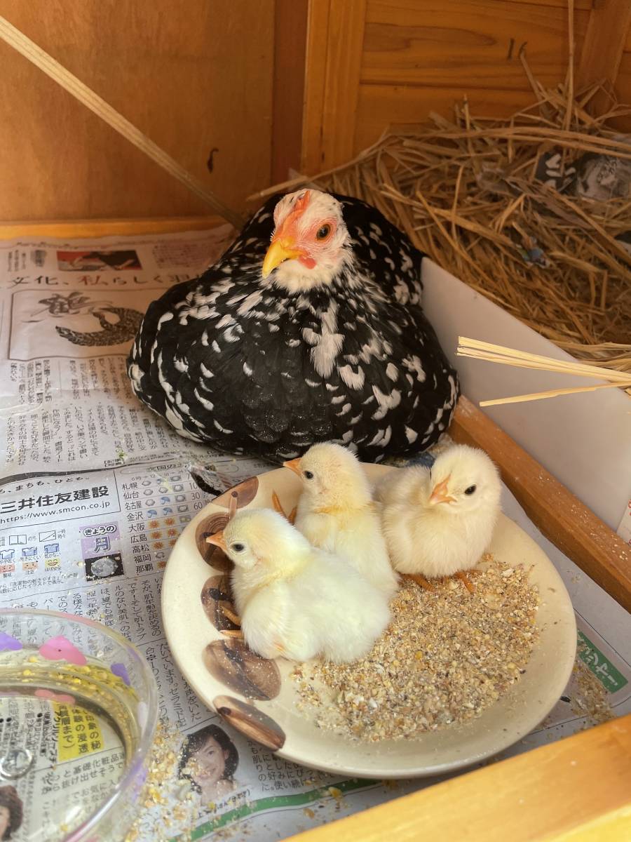 碁石チャボ 矮鶏 有精卵 3個+1個サービス 種卵　孵化用　受精卵　卵 _画像4