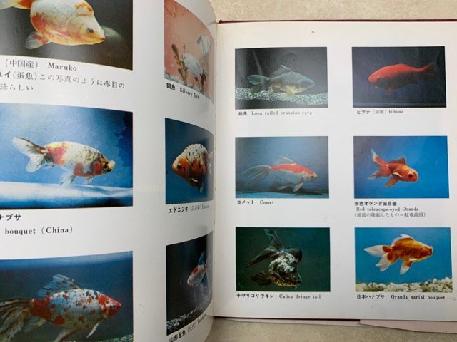 登場大人気アイテム 高級金魚の飼育と観賞 カラーガイドブック 昭和47 Cig507 Www Thewalldogs Com 登場大人気アイテム 高級金魚の飼育と観賞 カラーガイドブック 昭和47 Cig507 Www Thewalldogs Com