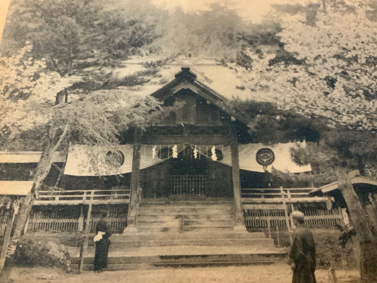 PP-5717 ■送料無料■ 新潟県 縣社春日山神社 県社 上杉謙信公を祀れる 櫻花 桜 人 建築物 建物 神社 寺 宗教 絵葉書 写真 古写真/くNAら_画像2