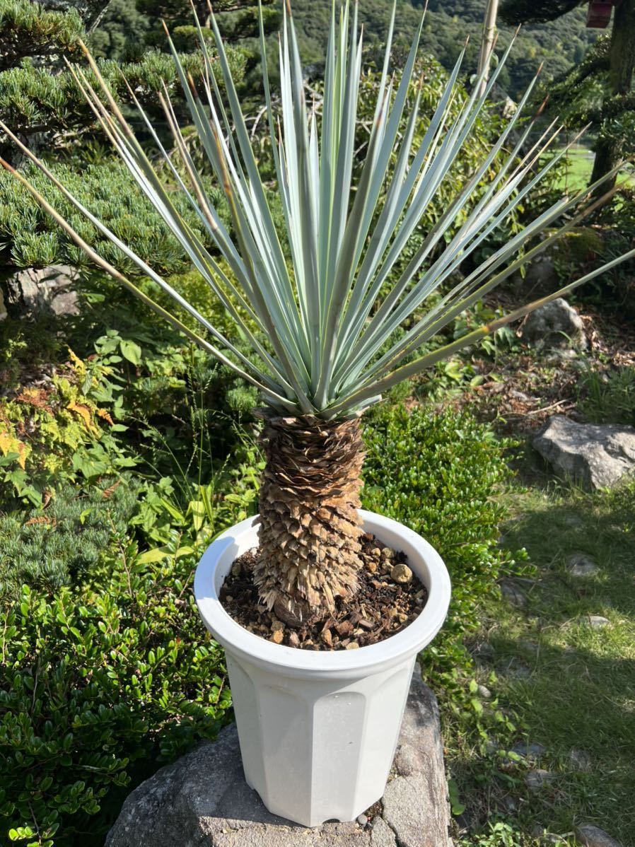 厳選シルバー 太株 ブルーユッカ ユッカ リギダ Yucca rigida 太 レア