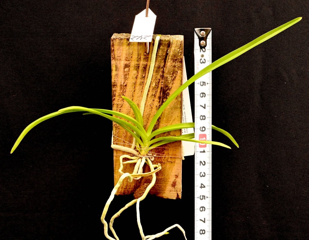 洋蘭原種 242 V. lamellata fma. alba Sib バンダ ラメラータ アルバ 洋蘭原種 242 V. lamellata fma. alba Sib バンダ ラメラータ アルバ