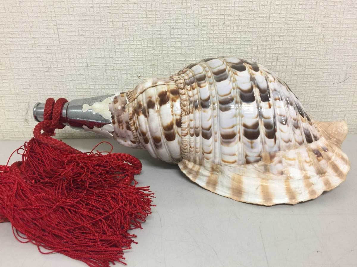 法螺貝 全長約26cm 839g 笛 密教 魔除け 貝 貝殻 ホラガイ ホラ貝