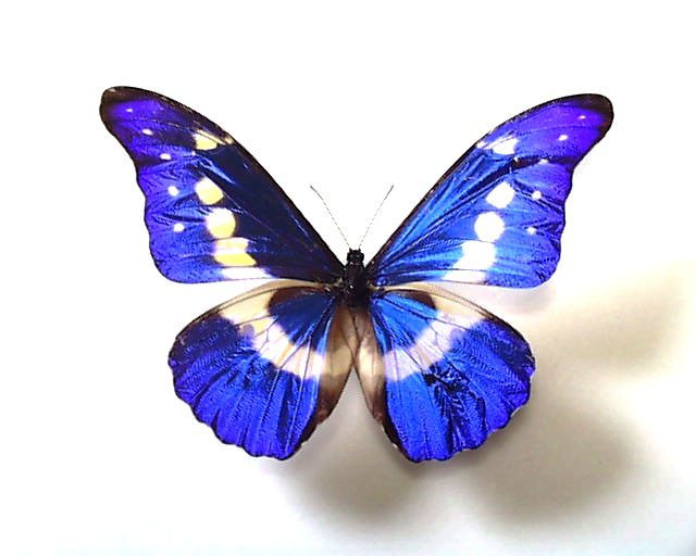 3周年記念イベントが 大型個体 ディディウスモルフォ やや明るい青 蝶 