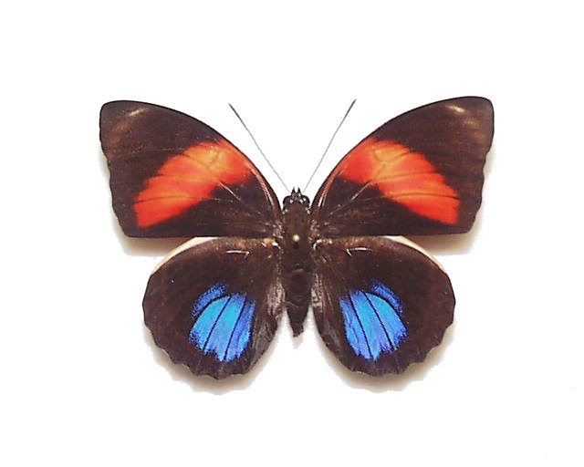 外国産蝶標本 フィラティリカミイロタテハ A-♀ コスタリカ 産