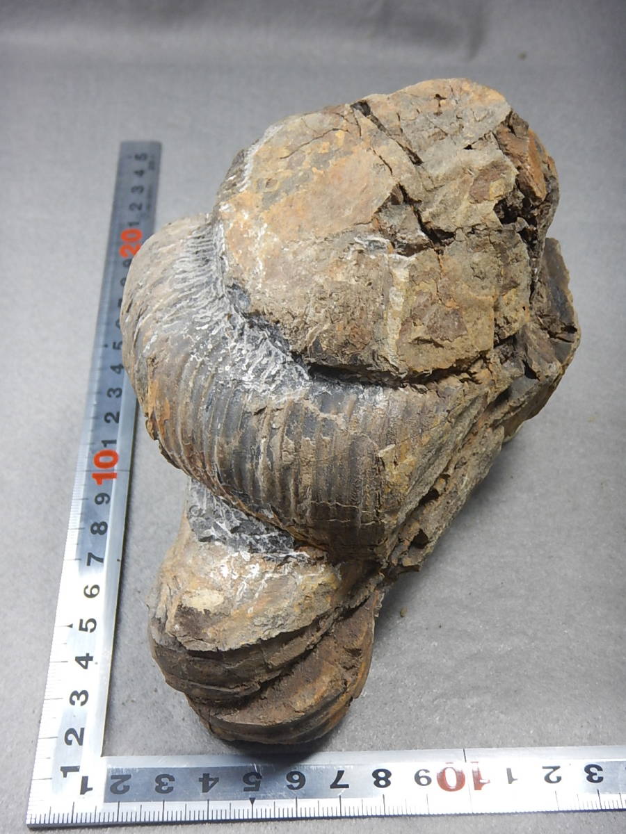 日本産 淡路島 白亜紀アンモナイト化石（ディディモセラス）