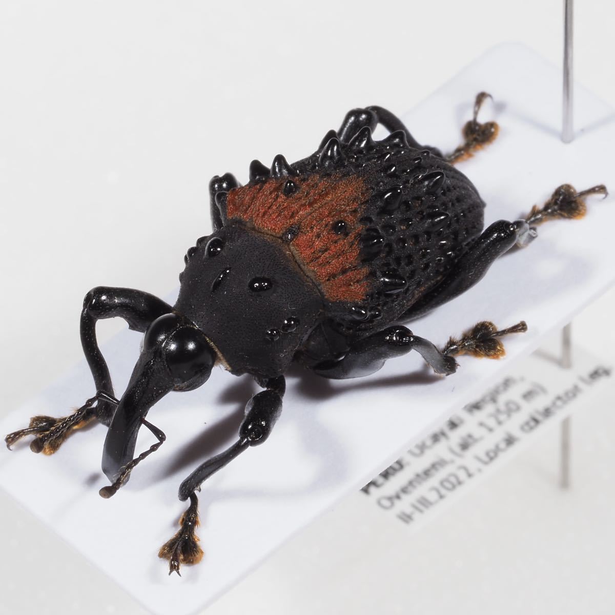 カブトムシサンダル　M  昆虫サンダルシリーズ　新品未使用