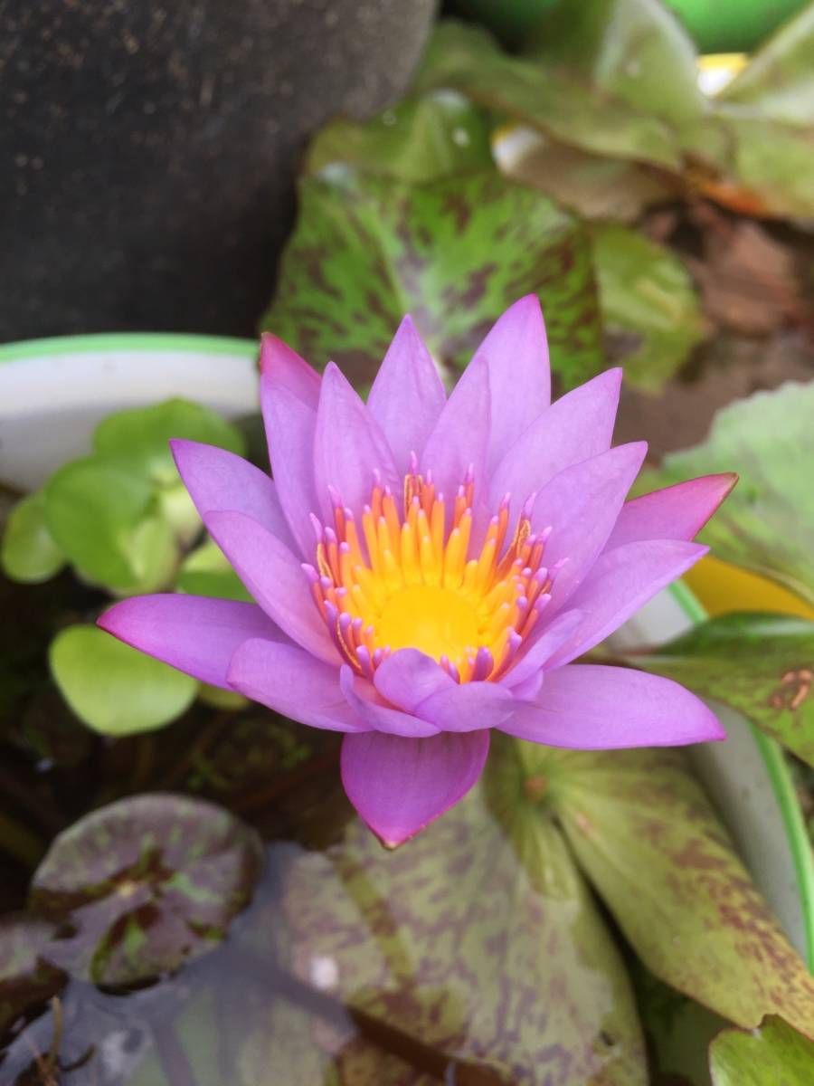 熱帯睡蓮 スイレン ムカゴ種 キーラルゴ 花芽付 植え込んだ状態 の発送 苗 売買されたオークション情報 Yahooの商品情報をアーカイブ公開 オークファン Aucfan Com 熱帯睡蓮 スイレン ムカゴ種 キーラルゴ 花芽付 植え込んだ状態 の発送 苗 売買されたオークション情報 Yahooの商品情報をアーカイブ公開 オークファン Aucfan Com