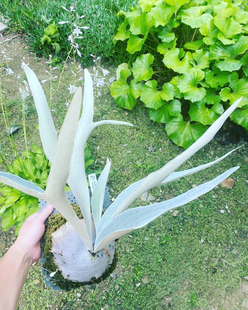 Platycerium no name(sukekiyo)子株 ビカクシダ コウモリラン Platycerium no name(sukekiyo)子株 ビカクシダ コウモリラン