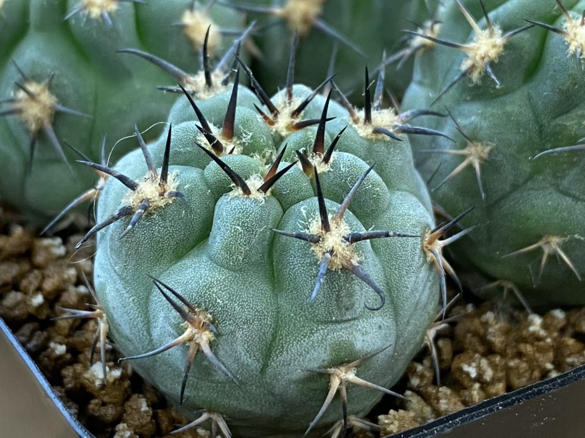 CO☆704 Acanthocalycium グラウカム 三重タイプ 実生1鉢 CO☆704 Acanthocalycium グラウカム 三重タイプ 実生1鉢