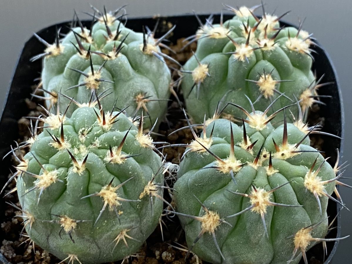 CO☆704 Acanthocalycium グラウカム 三重タイプ 実生1鉢 CO☆704 Acanthocalycium グラウカム 三重タイプ 実生1鉢