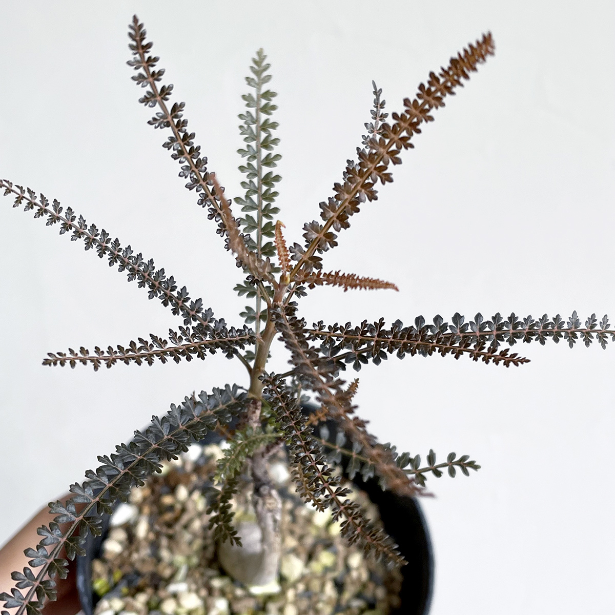ボスウェリア ソコトラナ / 発根済み・海外実生 // Boswellia ボスウェリア ソコトラナ / 発根済み・海外実生 // Boswellia