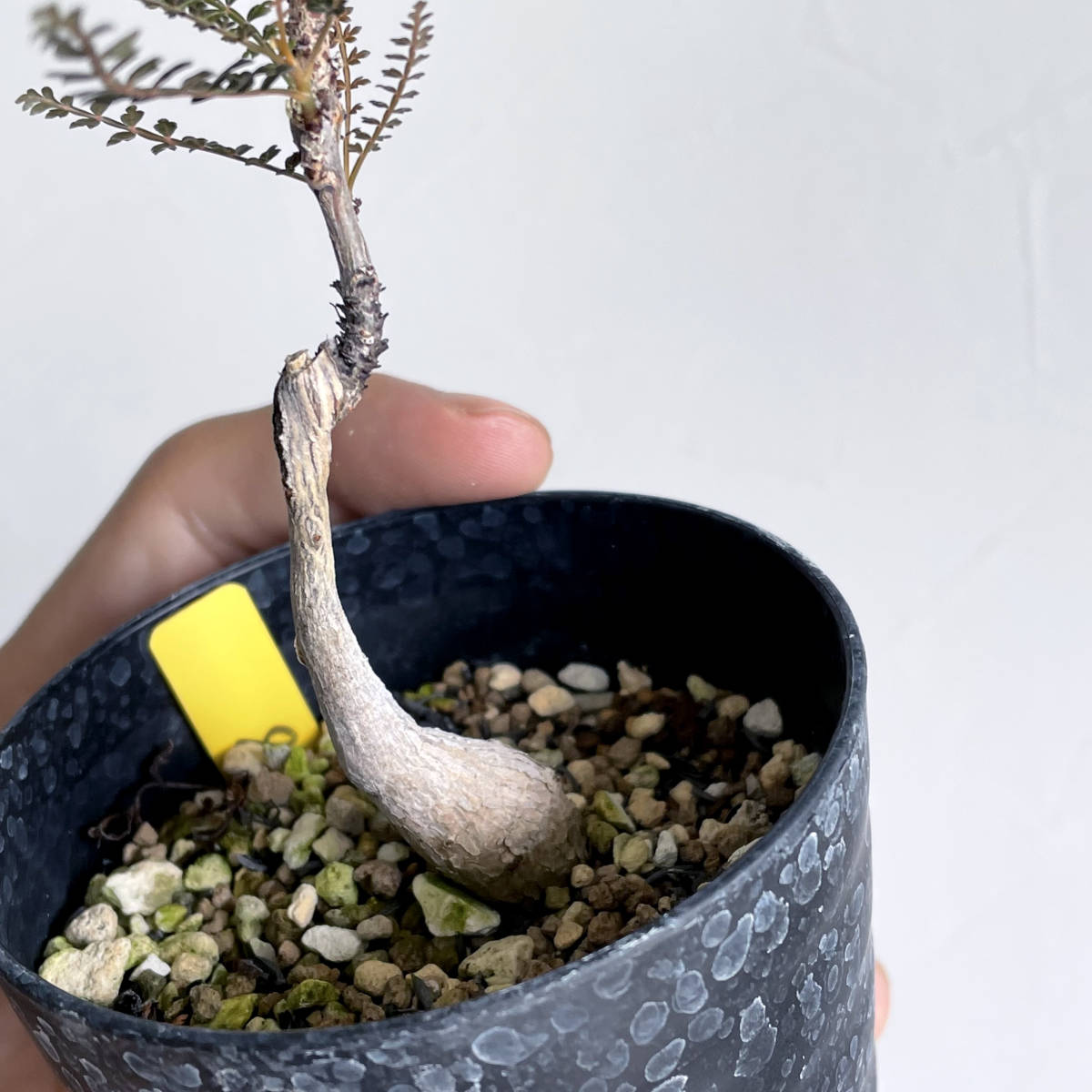 ボスウェリア ソコトラナ / 発根済み・海外実生 // Boswellia ボスウェリア ソコトラナ / 発根済み・海外実生 // Boswellia