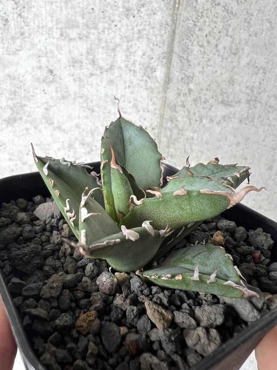 台湾産 agave titanota hades アガベ チタノタ ハデス 恐竜牙歯 | dako
