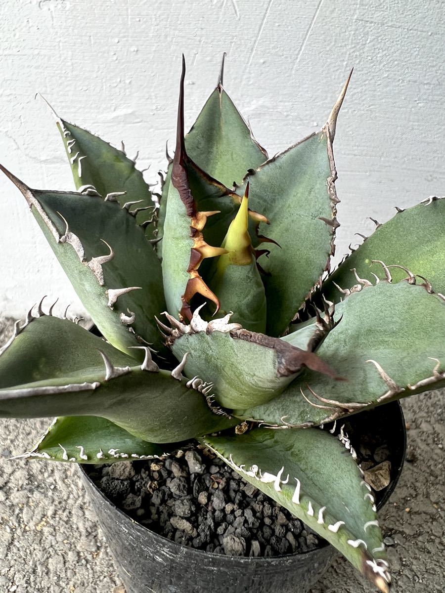 アガベ チタノタ 熊猫 パンダ agave titanota 多肉植物 bprsubang.com