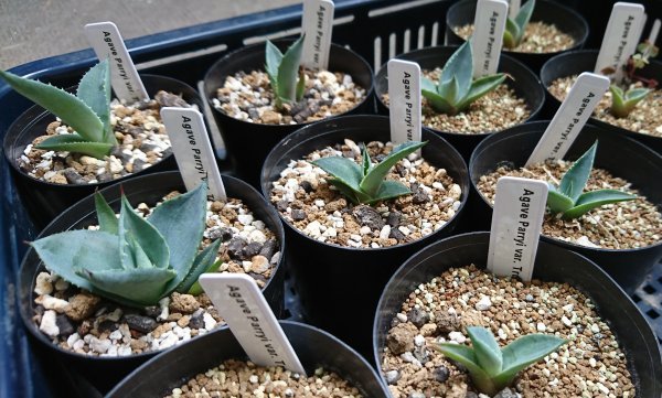 アガベ パリー トランカータ 種子 100粒+α Agave Parryi var. Truncata 100 seeds+α 種(アガベ)|売買されたオークション情報、yahooの商品情報をアーカイブ公開 - オークファン(aucfan.com) アガベ パリー トランカータ 種子 100粒+α Agave Parryi var. Truncata 100 seeds+α 種(アガベ)|売買されたオークション情報、yahooの商品情報をアーカイブ公開 - オークファン(aucfan.com)