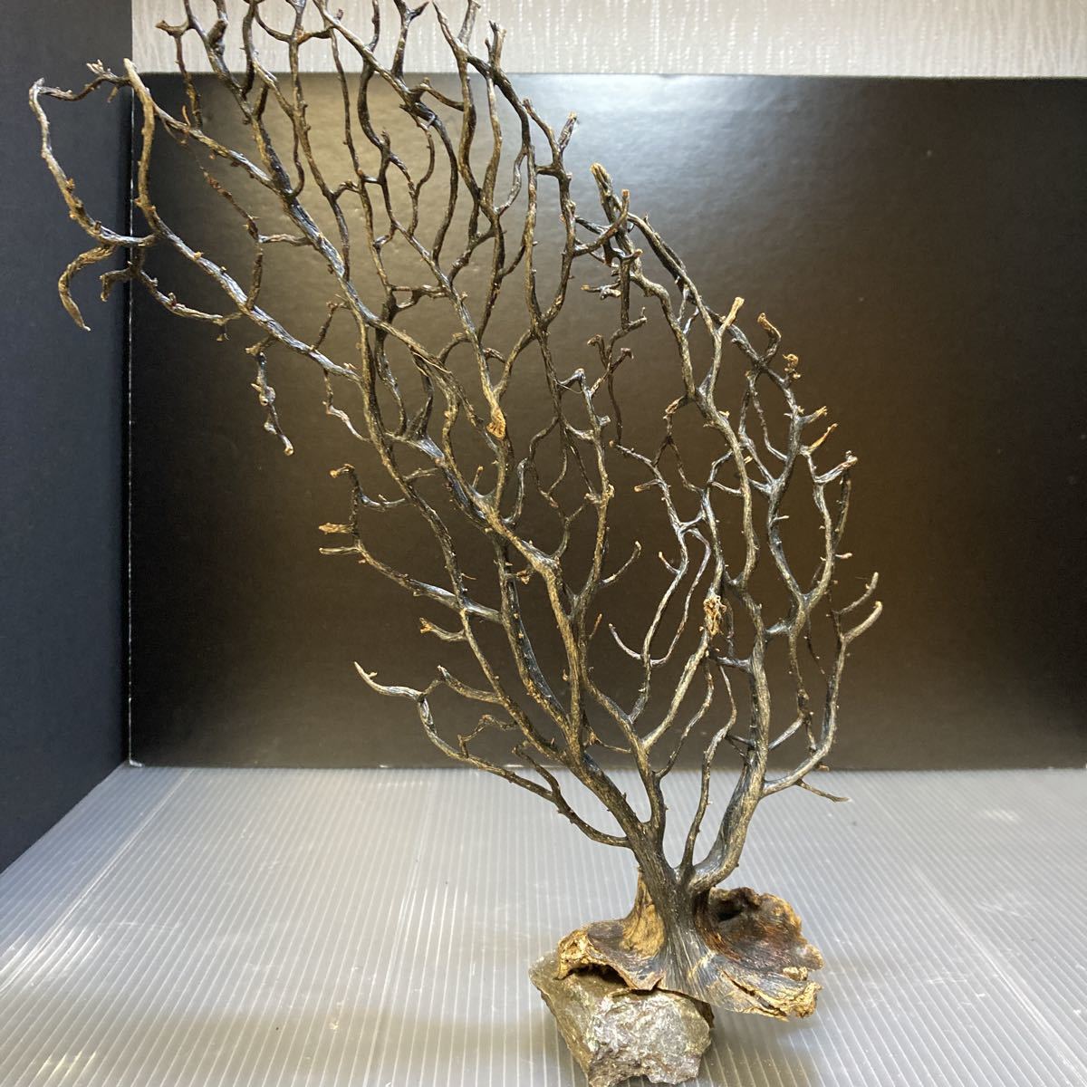 *sea tree* free shipping! stone attaching umiuchiwa0896 driftwood / aquarium / aquarium / terrarium / interior /ADA/ coral / ornament /
