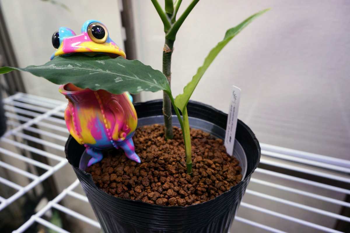 アグラオネマ ピクタム 朧錦 おぼろにしき LA便 ネームド 増殖株 アグラオネマ ピクタム 朧錦 おぼろにしき LA便 ネームド 増殖株