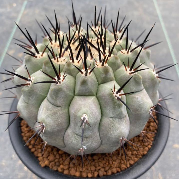 黒王丸 【特選】白肌 Copiapoa cinerea サボテン | beia.com.do