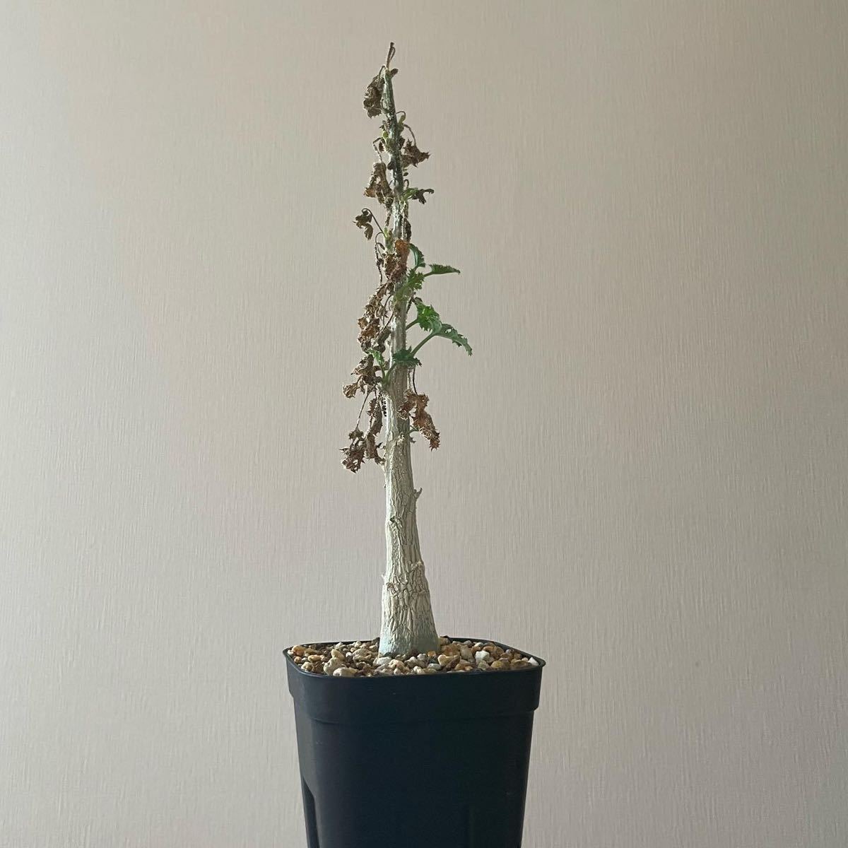 デンドロシキオス　ソコトラーナ　実生 デンドロシキオス ソコトラーナ 実生 多肉植物：デンドロシキオス