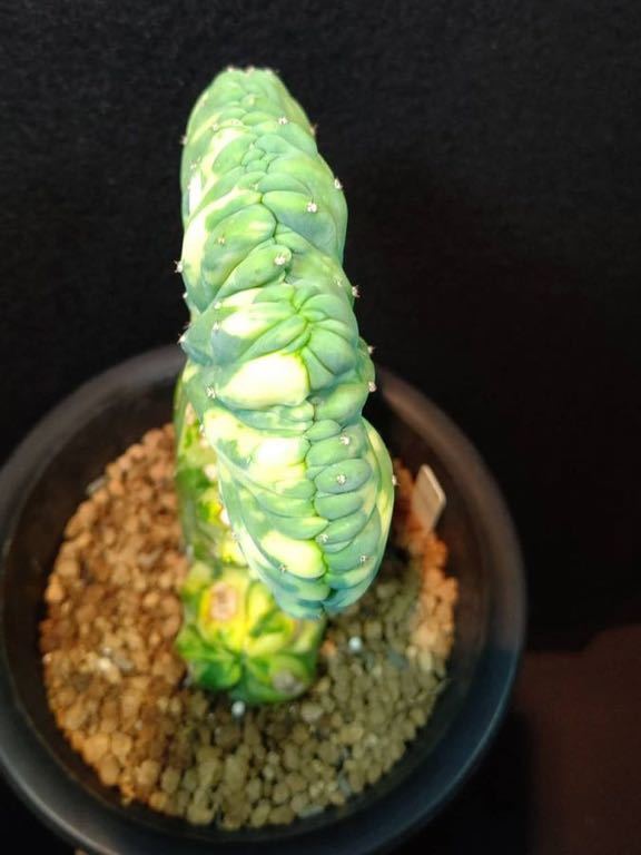 サボテン・多肉植物》綴化 竜神木 錦 接おろし 観葉植物 サボテン・多肉植物》綴化 竜神木 錦 接おろし 観葉植物