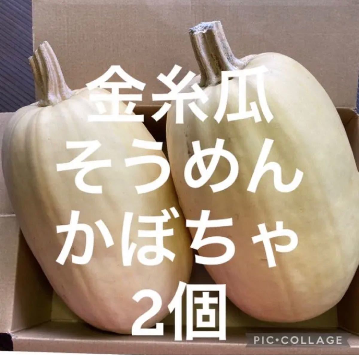 秋田県産 金糸瓜 そうめんかぼちゃ 2個 8/17収穫と8/21収穫