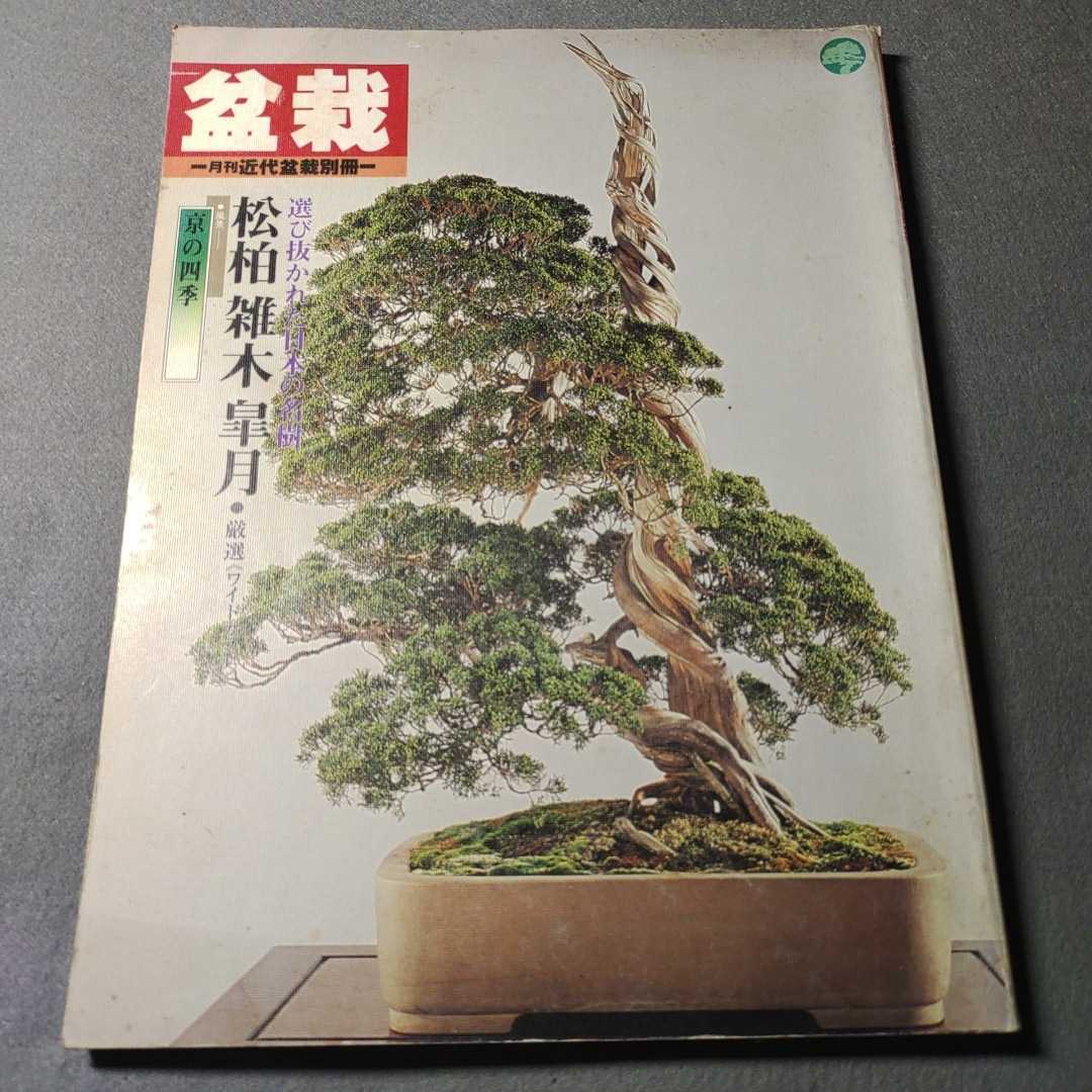  ежемесячный новое время бонсай отдельный выпуск * выбор .... японский название . сосна Kashiwa . дерево Rhododendron indicum *1978 год выпуск 