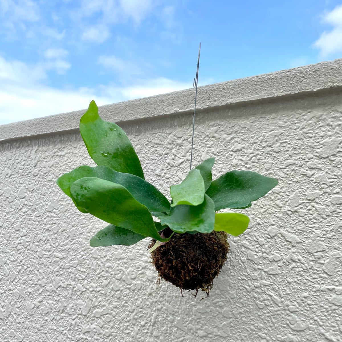 コウモリラン　アルシコルネ　苔玉　コケダマ　ビカクシダ　吊るし　観葉植物