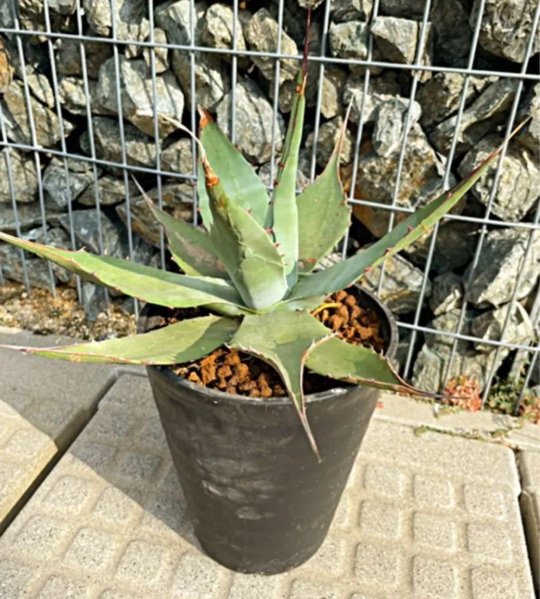 冬バーゲン☆】 Agave パリー 大株 植物/観葉植物 - education.semel