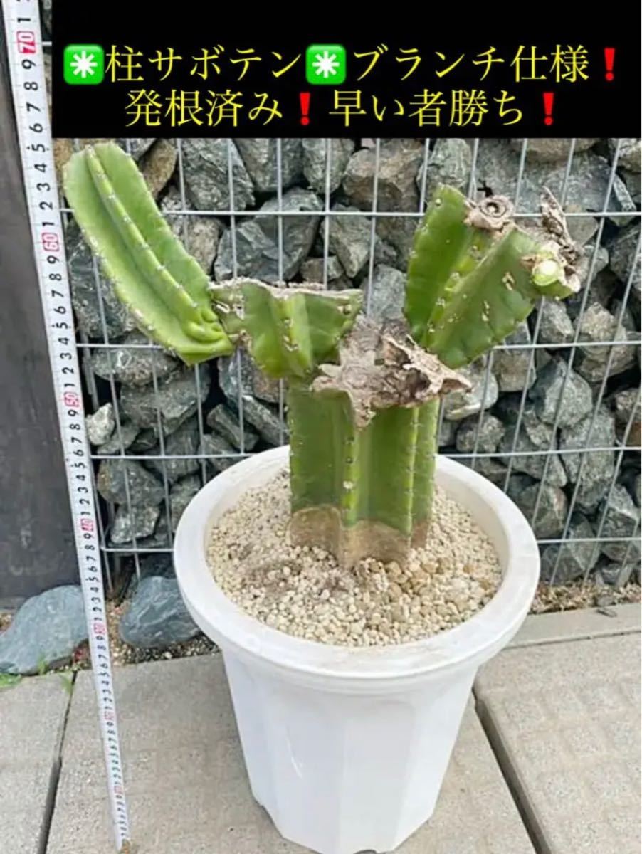 柱サボテンブランチ仕様!!発根済み!!早い者勝ち!!! - www