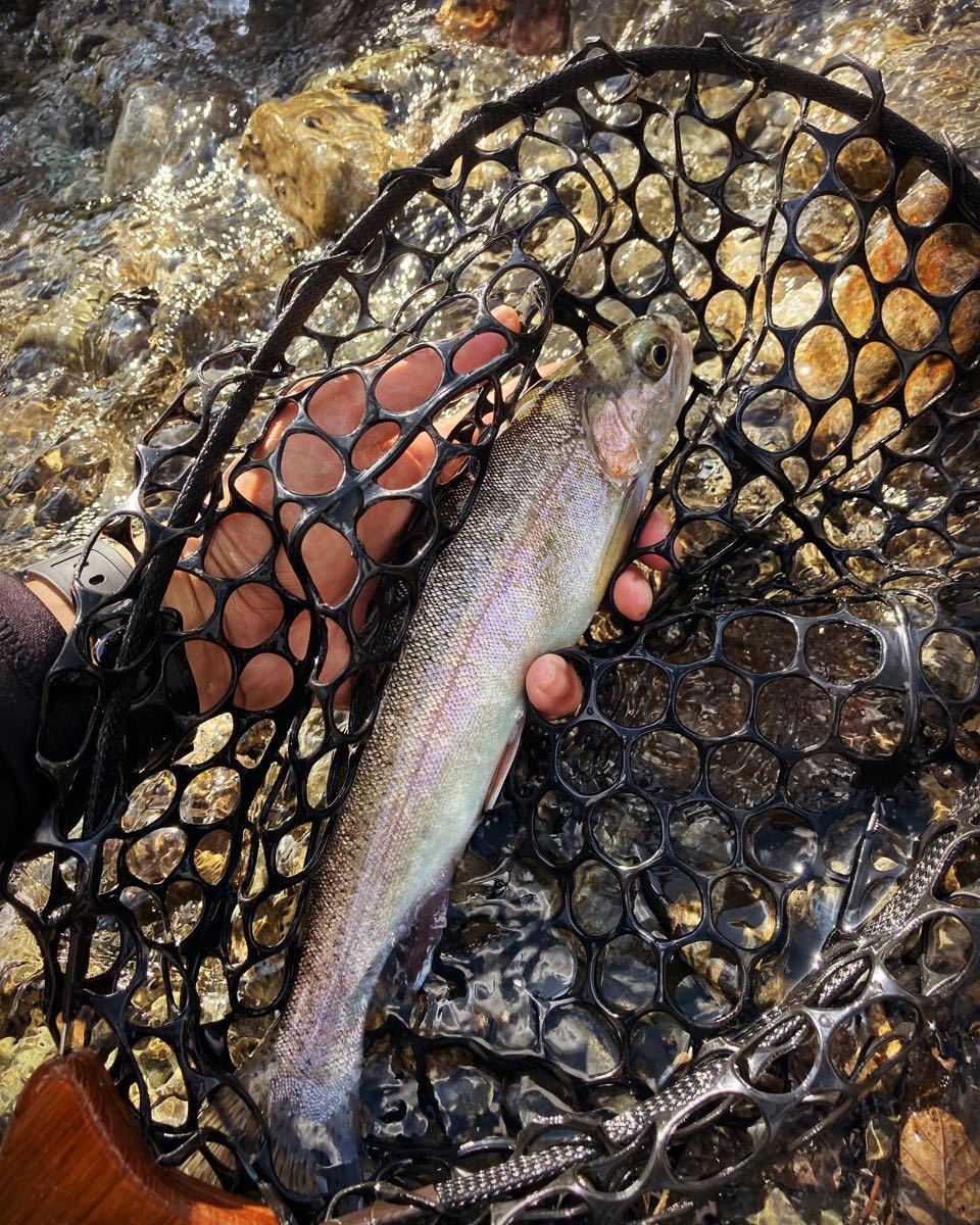 尺サイズスプリングネット ハンディパックインスタネット改魚体撮影に