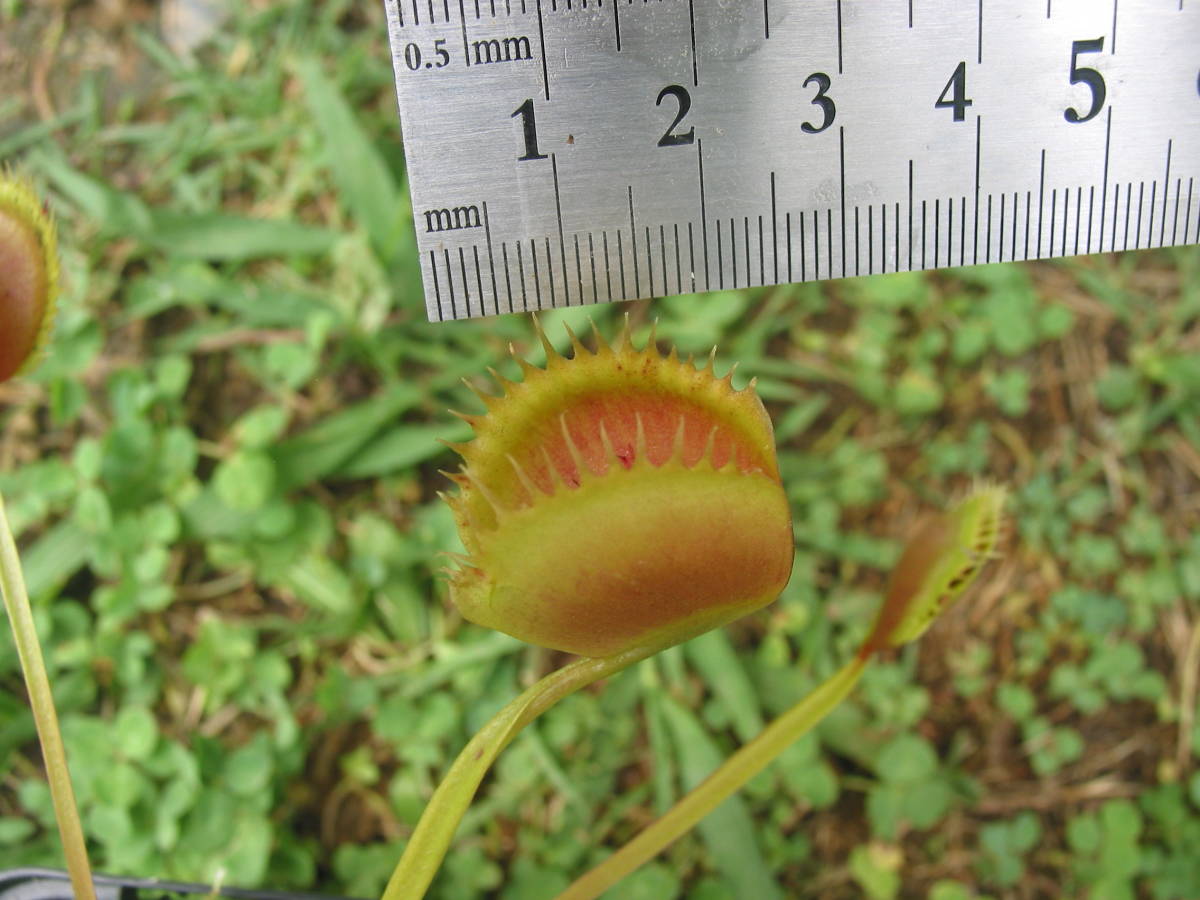 食虫植物 ハエトリソウ Dionaea Muscipula La Grosse Gui Gui 苗 売買されたオークション情報 Yahooの商品情報をアーカイブ公開 オークファン Aucfan Com