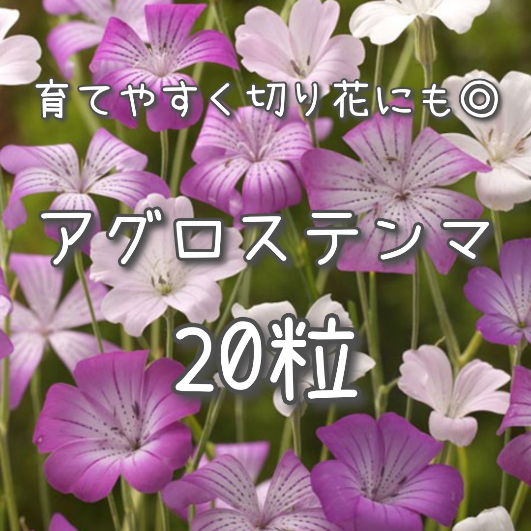 【アグロステンマのタネ】ラブリーミックス20粒 種子 種 花