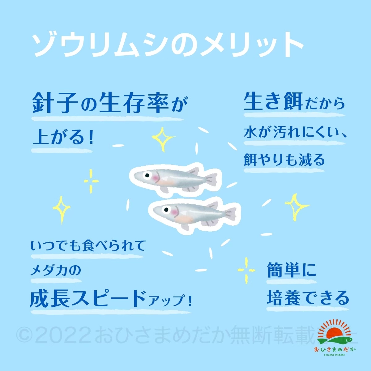 【ゾウリムシ　種水　増量中　2000ml　送料無料】 めだか　メダカ　針子 らんちゅう ベタ 稚魚 　psb　 金魚　ミジンコ　クロレラ　などに_画像3