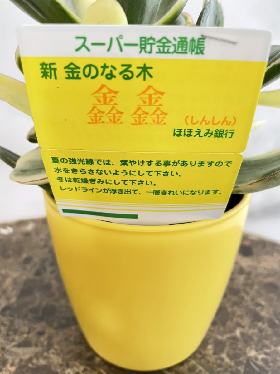 金のなる木 シンシン 多肉植物 金運 観葉植物 金運招来 縁起物 金のなる木 シンシン 多肉植物 金運 観葉植物 金運招来 縁起物