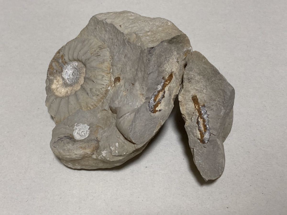 原石付き アンモナイトの化石 原石 鉱物 古代生物 化石 アンモナイト 天然石_画像1