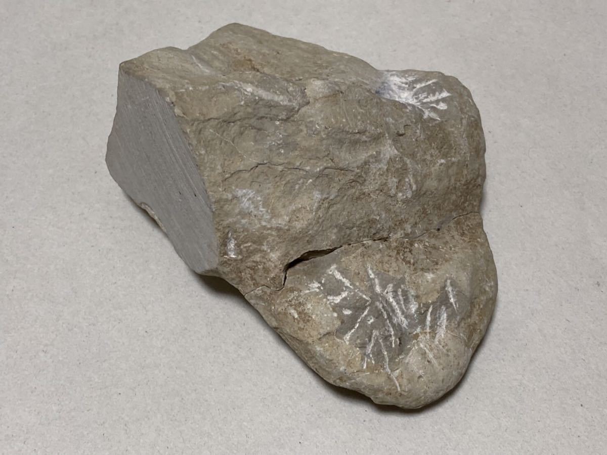 原石付き アンモナイトの化石 原石 鉱物 古代生物 化石 アンモナイト 天然石_画像9