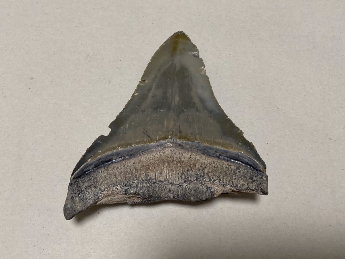 巨大サメの歯 メガロドン グレー 歯 化石 カルカロクレス メガロドン 太古 サメ 大型 希少 産地不明_画像8