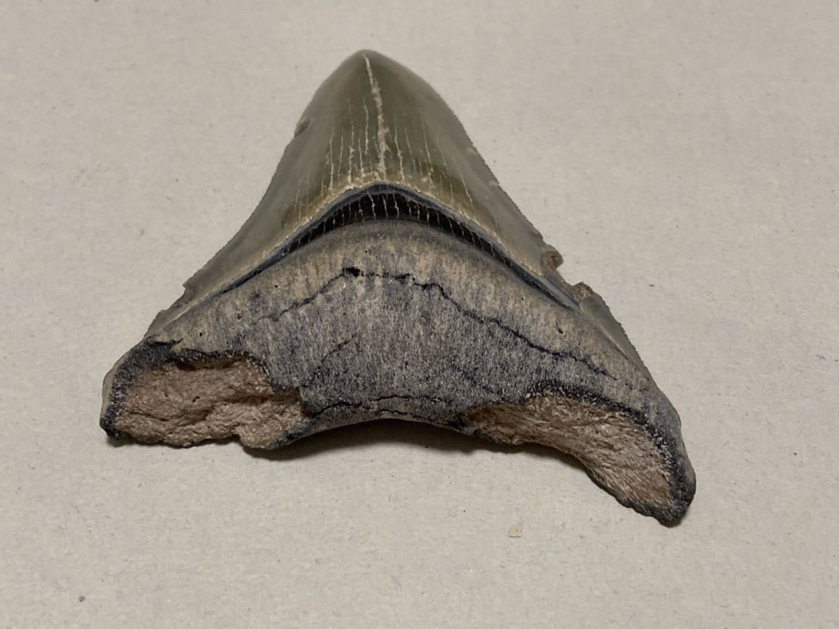 巨大サメの歯 メガロドン グレー 歯 化石 カルカロクレス メガロドン 太古 サメ 大型 希少 産地不明_画像7