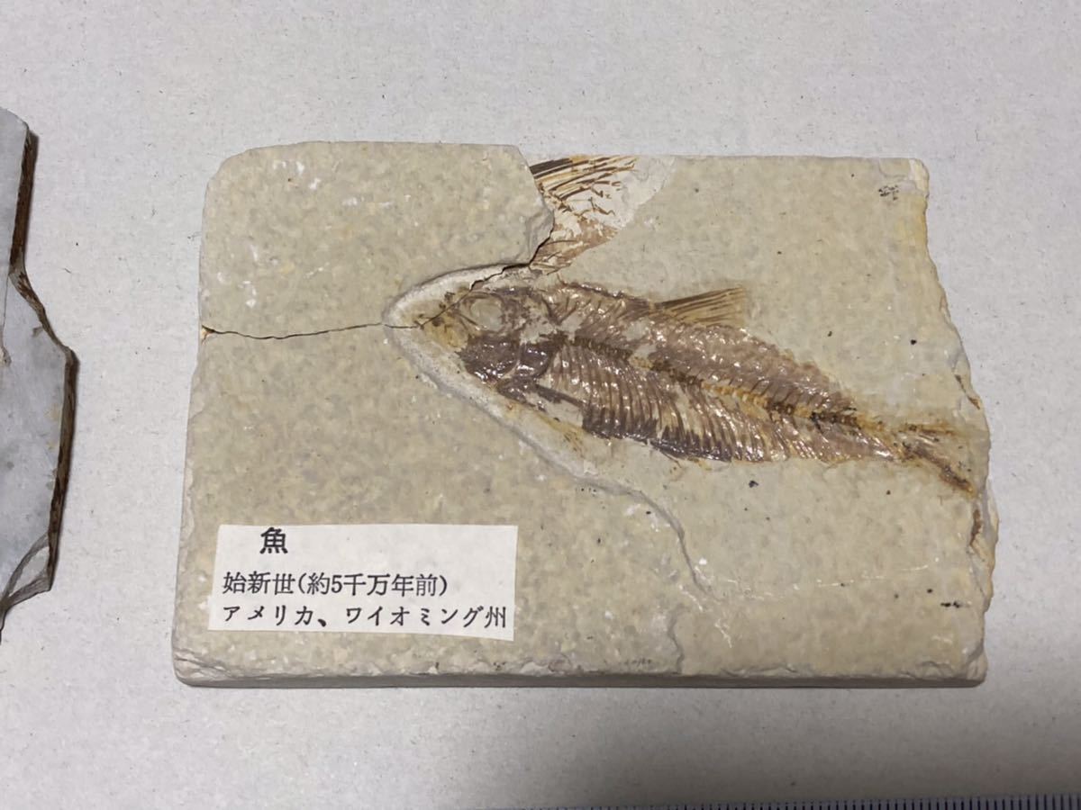 北アメリカ産魚の化石