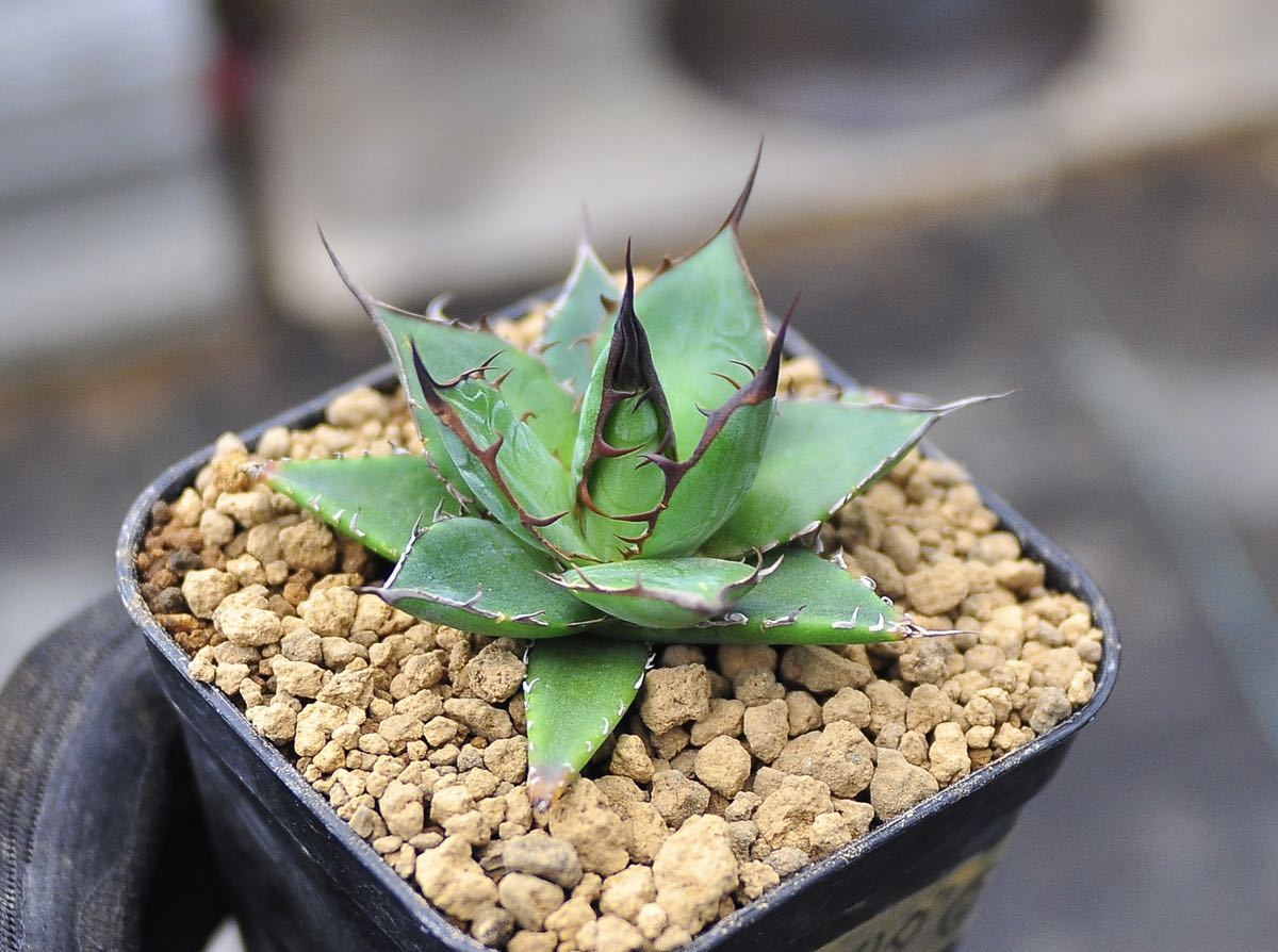 アガベ ホリダ agabe 短葉 太めの鋸歯 実生の株 (検索: 多肉植物 アガベ ホリダ agabe 短葉 太めの鋸歯 実生の株 (検索: 多肉植物