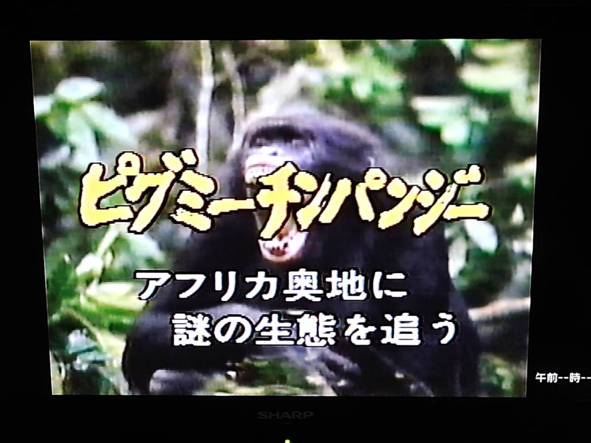★【動作確認済】レア 希少 VHS ピグミーチンパンジー 謎の類人猿、その興味深い生態記録 ビデオ NHKエンタープライズ ★_画像8