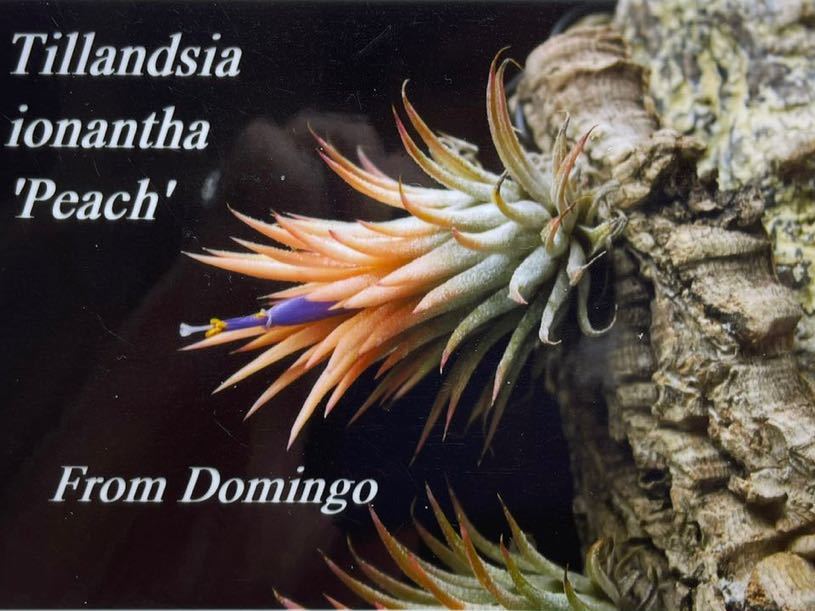 Tillandsia ionantha ‘Peach’ Domingo ティランジア イオナンタ ピーチエアープランツ チランジア　子株_画像3