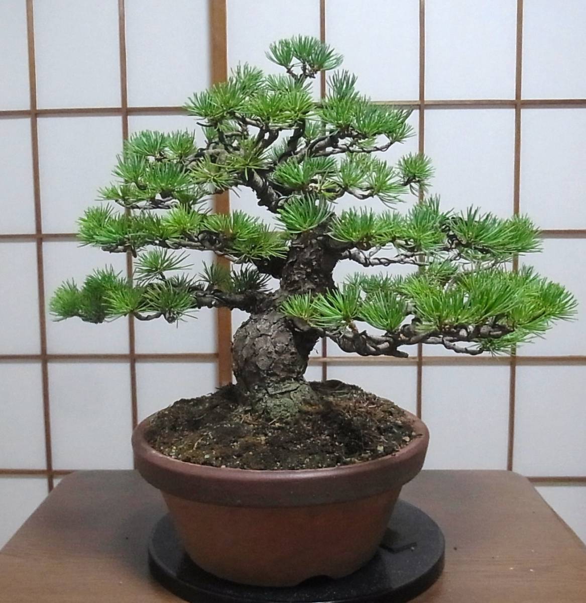 吾妻五葉松 ミニ盆栽 樹高5cm 激古 半懸崖 うねり 根張り 吾妻五葉松 ミニ盆栽 樹高5cm 激古 半懸崖 うねり 根張り