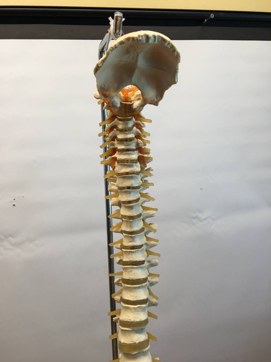人体模型 背骨模型 標本 スタンド付き 脊髄骨盤模型 骨 等身大(医学 