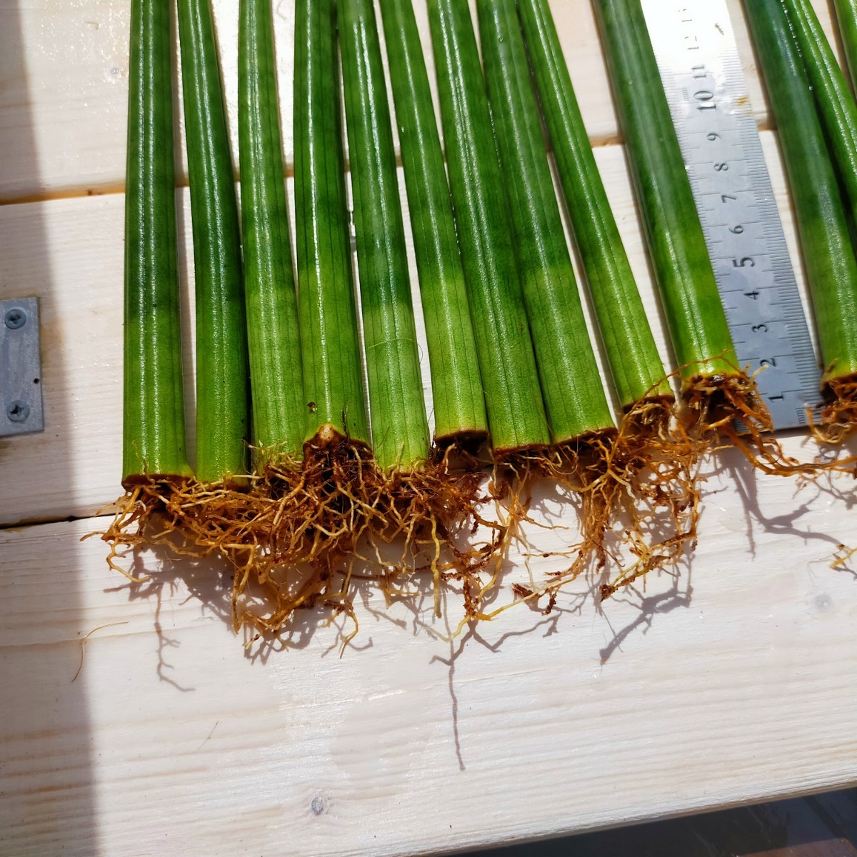 観葉植物【らくらく・メルカリ便♪】サンセベリア 極美苗 Aya 抜き苗